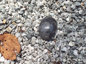 rock and leaf zen