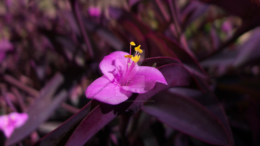 A Purple Flower