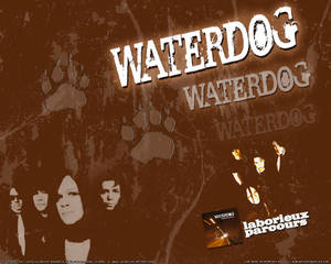 Waterdog - Laborieux Parcours