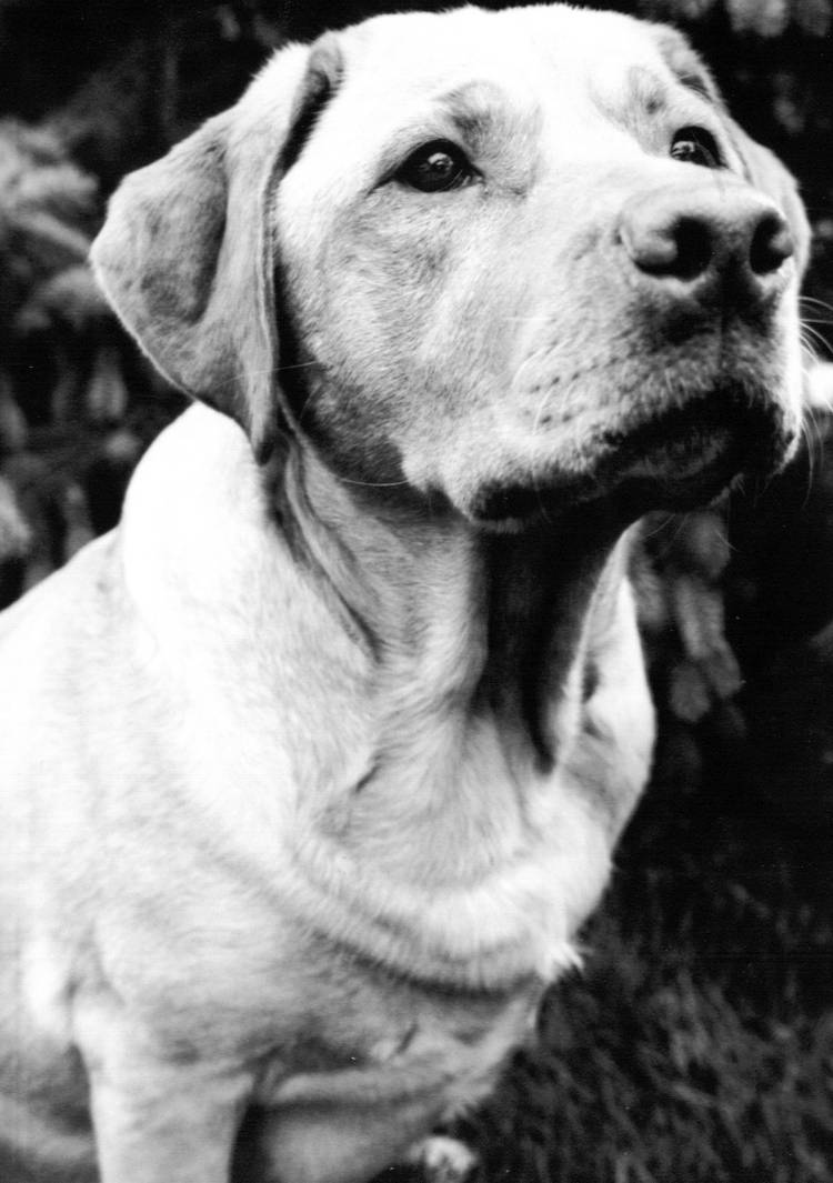 Ava II by patterninverted on DeviantArt