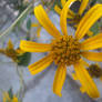 Yellow Flower In Detail
