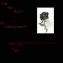 the black rose: title