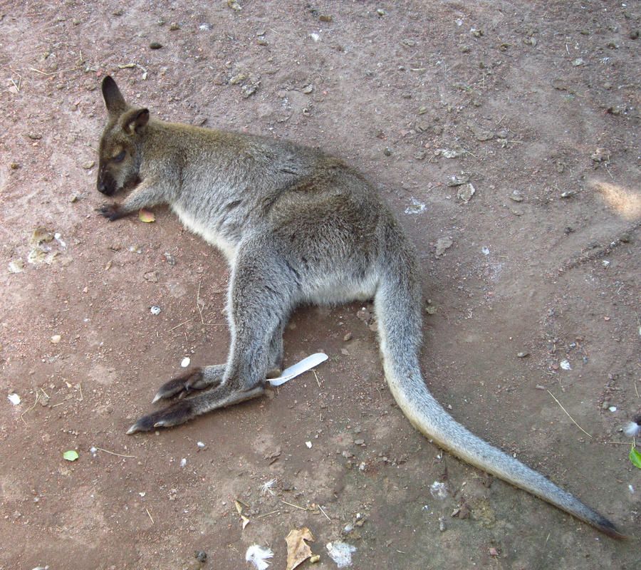 Sleepy Wallaby