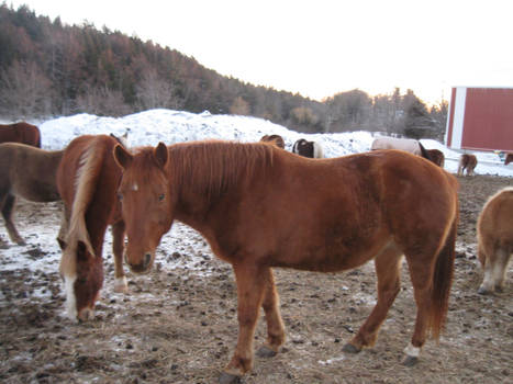 in the pasture