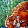 Tigre sediento