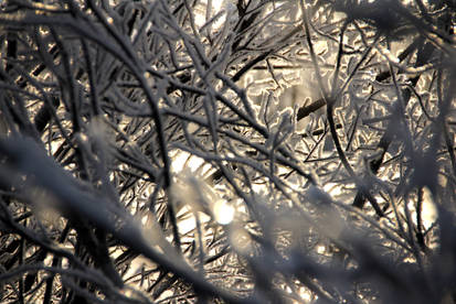 Through the Trees