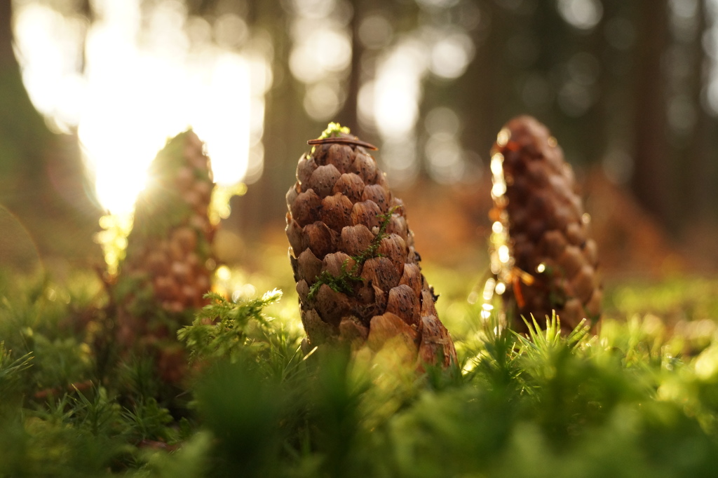 Pinecone Monuments