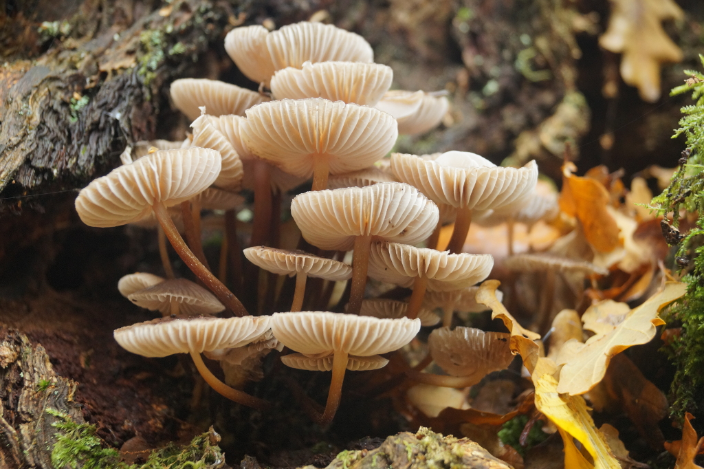 Mushroom Forest