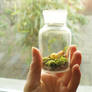 Little Moss Terrarium