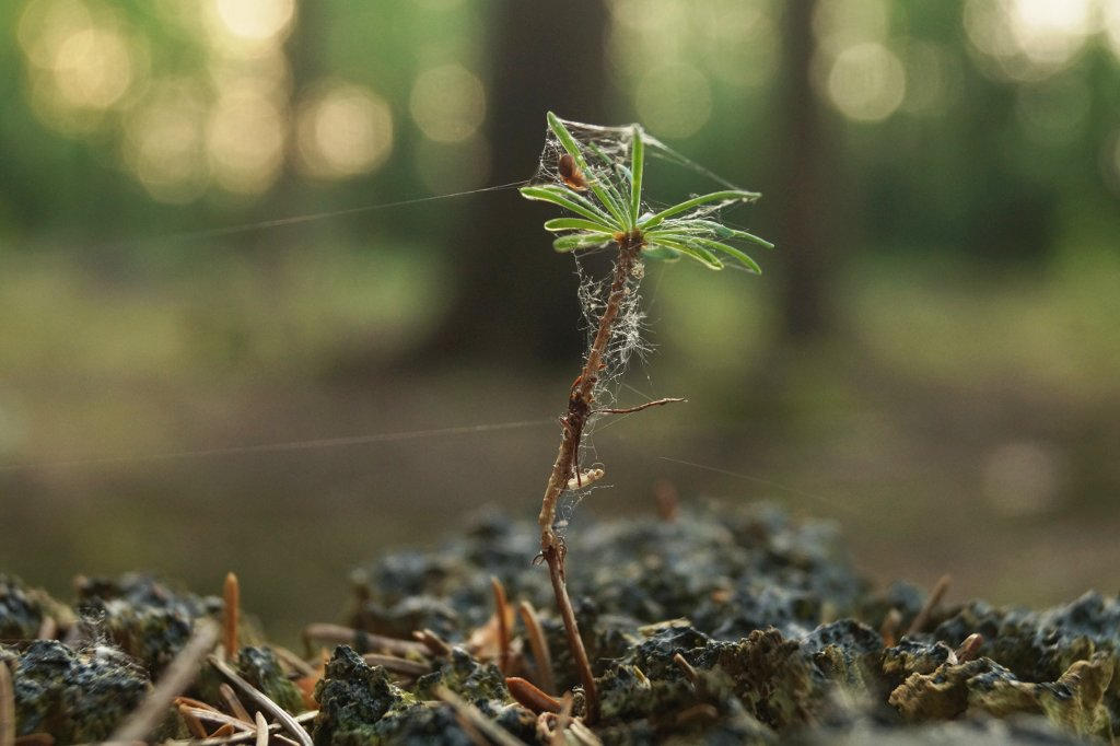 The Spider's Treehouse by Rick-TinyWorlds on DeviantArt