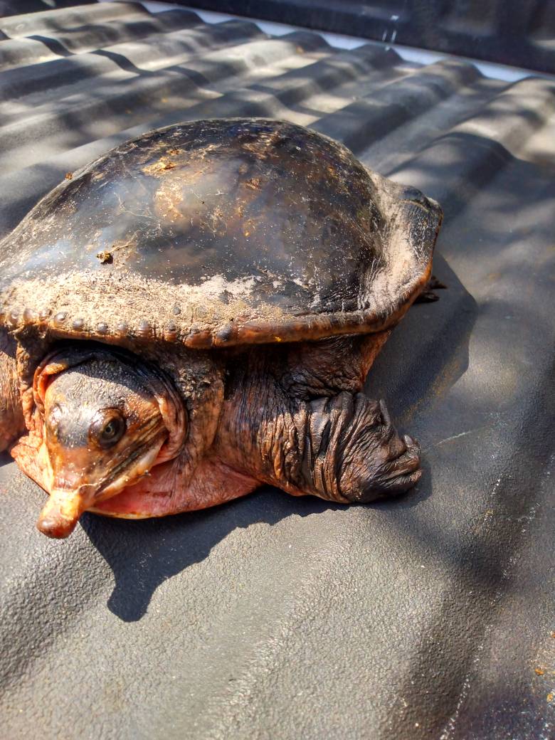 Soft shell snapping turtle by ImperialSaboteur on DeviantArt