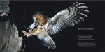Owl Poem: No Malice Shown -Owls Poetry by CliveBlake