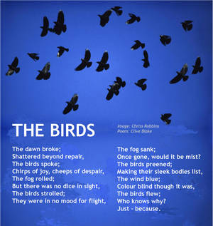 Poem -The Birds +bord -Poetry by Cornish Poet Cliv