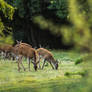 Roe deer