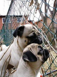 Pugs. by RonnieTarek