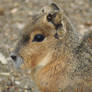 capybara