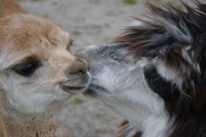 Cute lama kiss