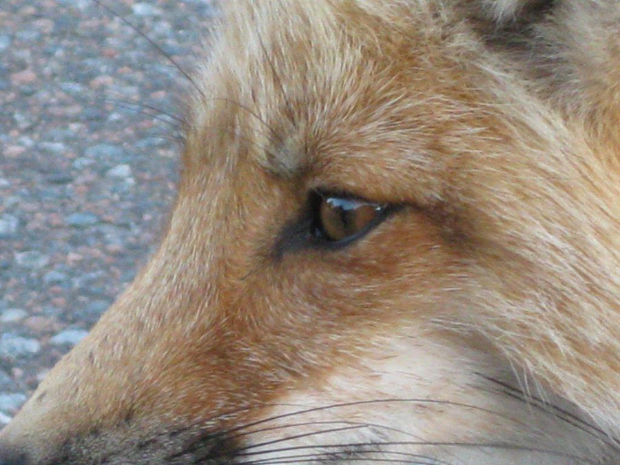 Sharp Eyes by Chronian-Demoness on DeviantArt