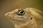 Male Anole II by SnowFox1