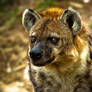 Hyena