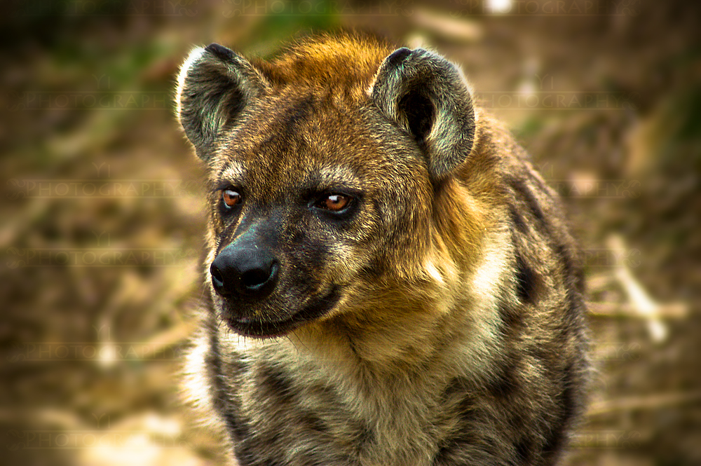 Hyena