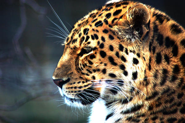 Leopard by SnowFox1 Leopard by SnowFox1