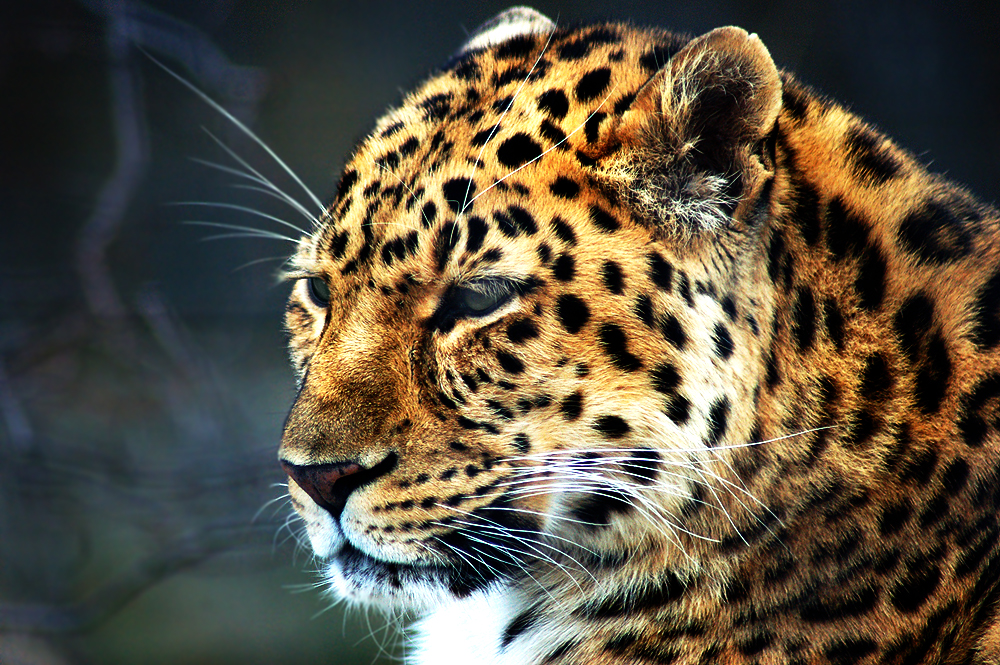 Leopard 2