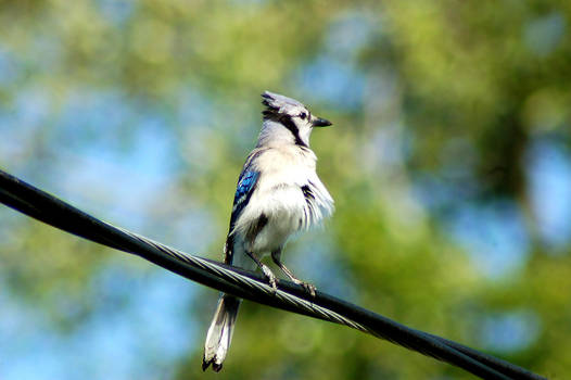 Blue Jay