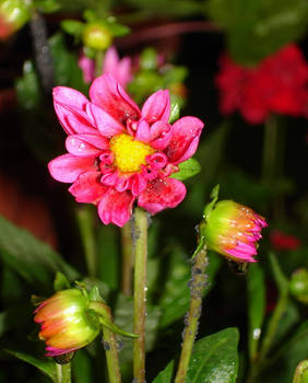 pink flower 2nd frame