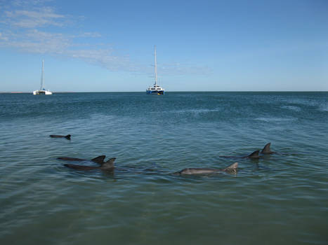 Dolphins, Shark Bay