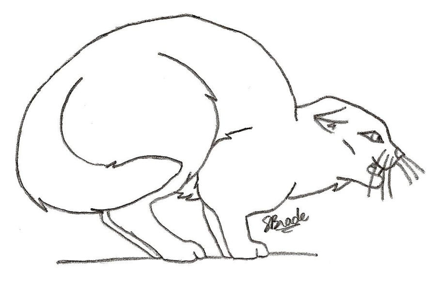 Angry Cat Lineart by Leopardflower on DeviantArt