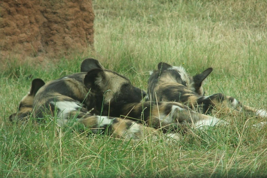 African wild dogs