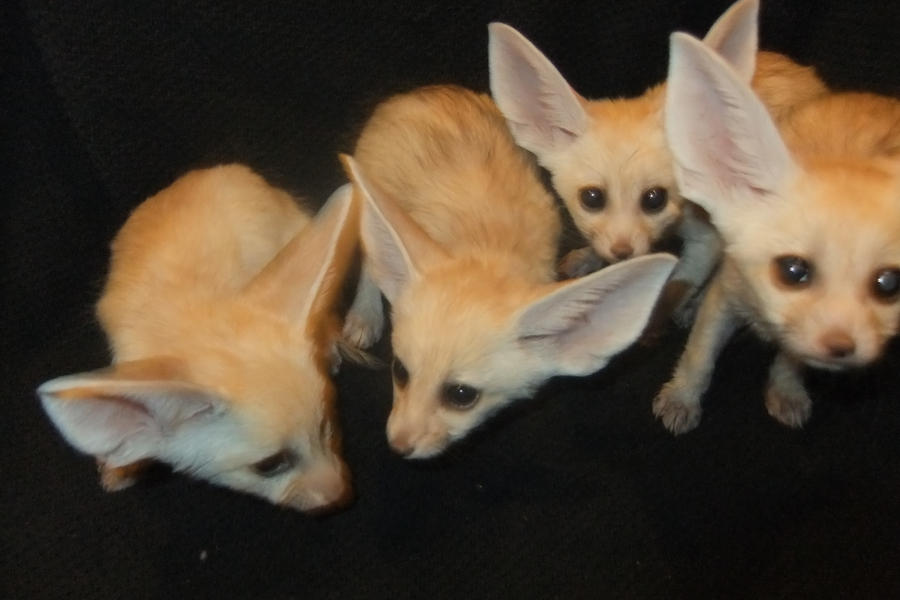 Four fennec fox kits