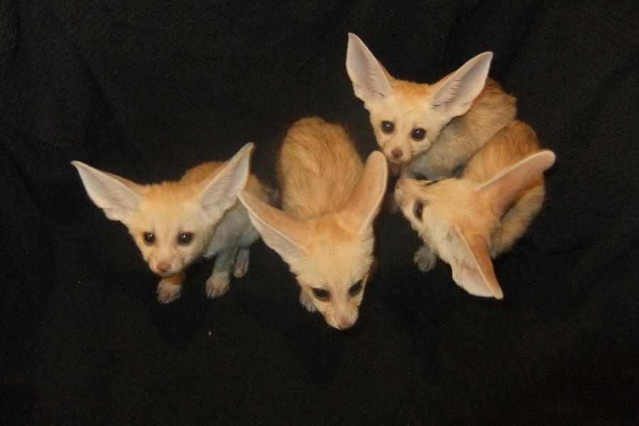 Four fennec fox kits together by Corsacfoxes on DeviantArt