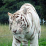 White Bengal tiger