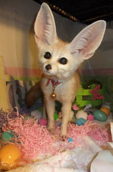 Easter Fennec