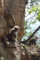 sitting monkey