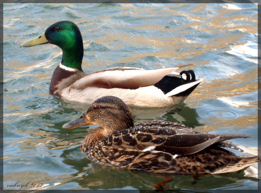 Ducks