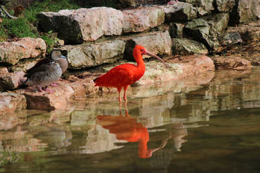 Scarlet Ibis and Duck