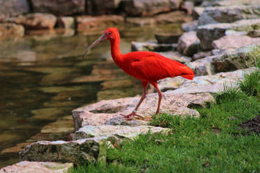 Scarlet Ibis