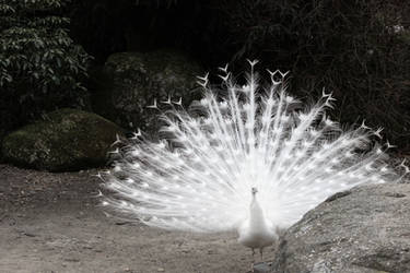 Glorious White Peacock