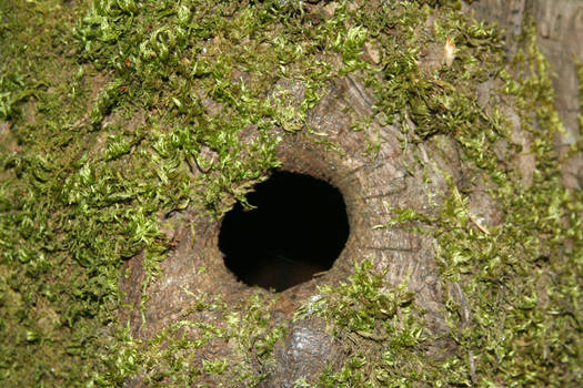 Black Hole in Tree