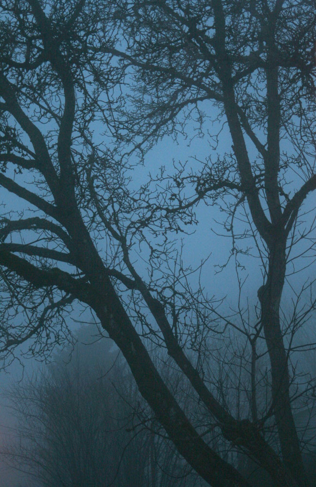 Tree in Mist II