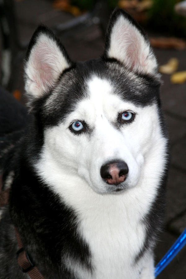 Husky Dog