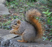 Squirrel I