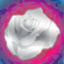 Rose2  (2009)