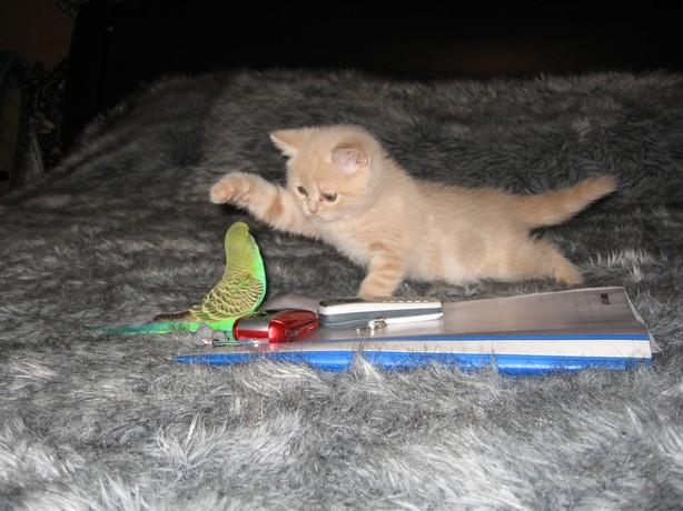 Kitten and a parakeet