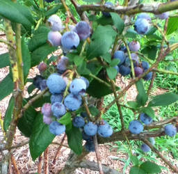 Blueberries on the vine