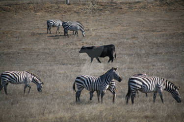 zebra territory