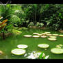 Lily Pond